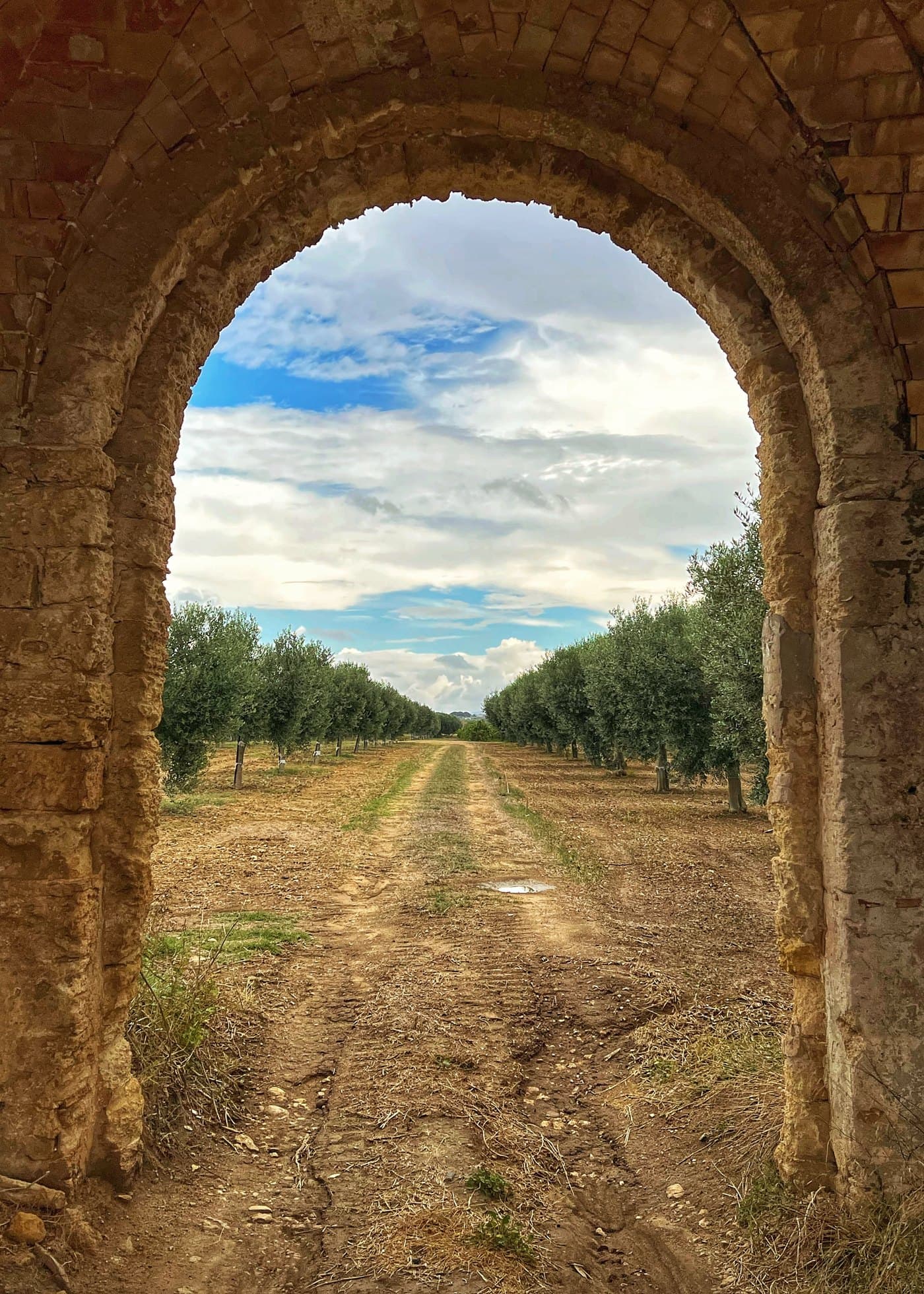 L’oliveraie vue à travers l’arche en pierre du domaine