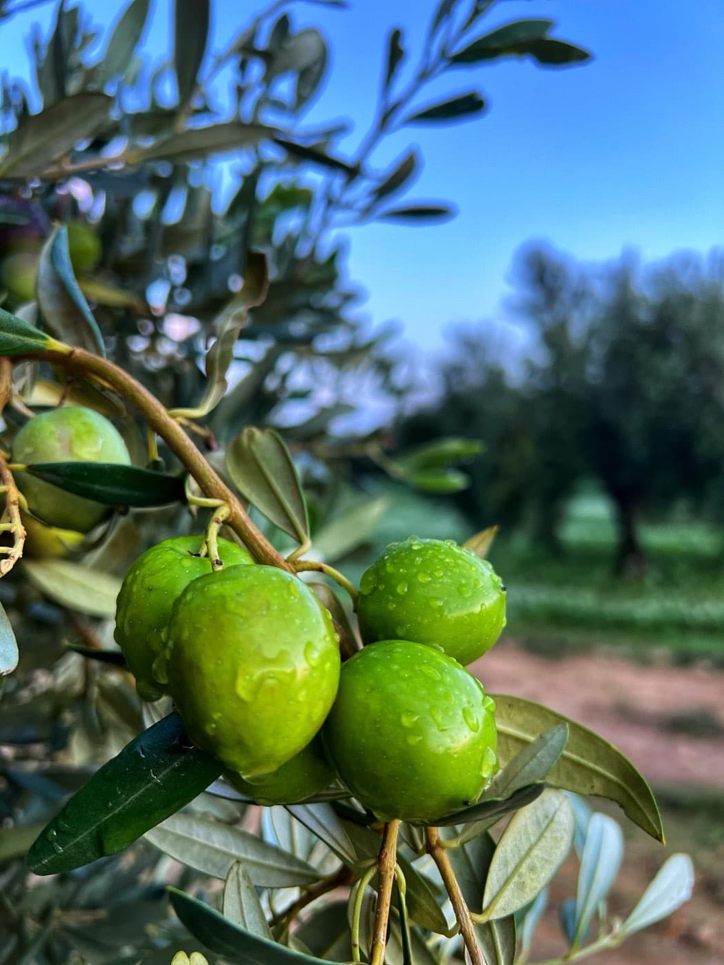 Aceitunas verdes en el árbol cubiertas de rocío, a primera hora