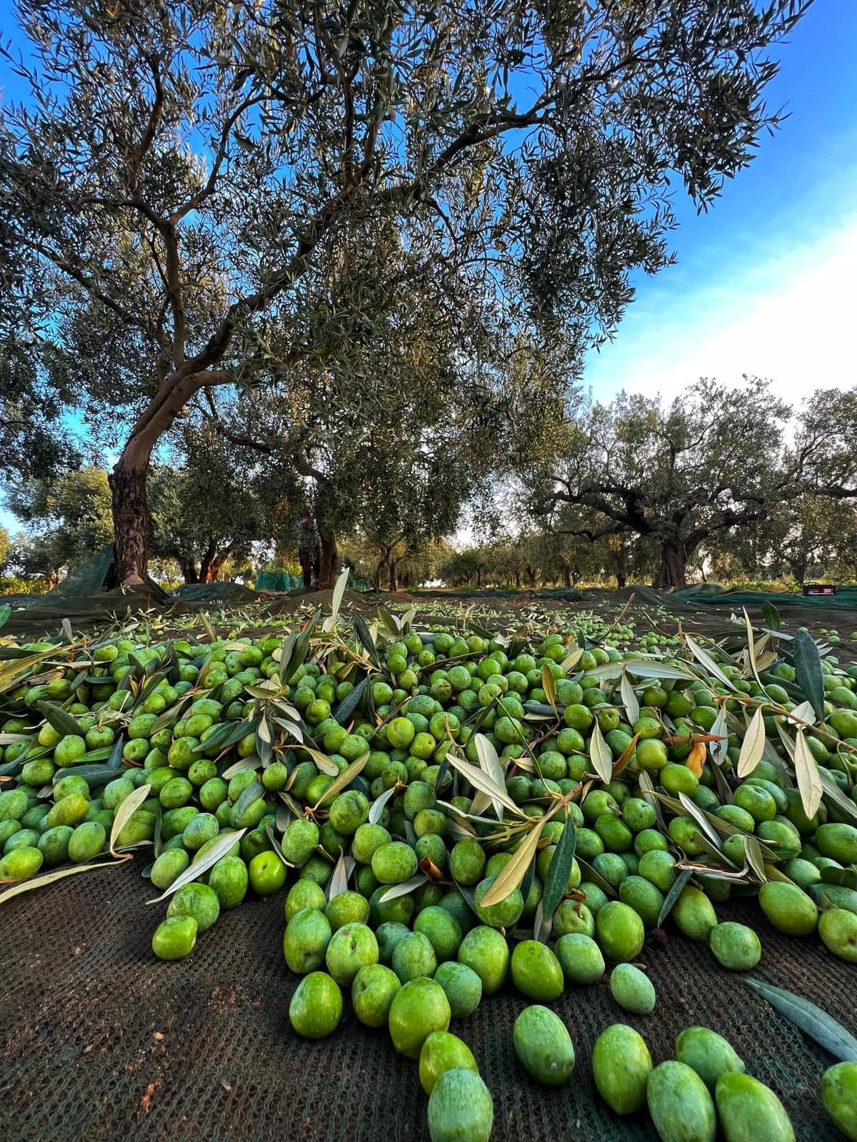 Aceitunas de Nocellara del Belice recogidas a mano