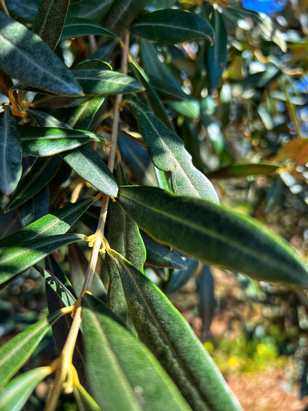 Dettaglio delle foglie di ulivo