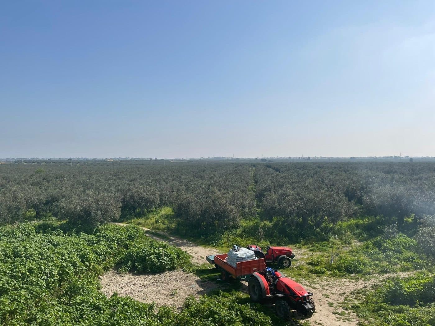 Il terreno tra i filari dell’uliveto