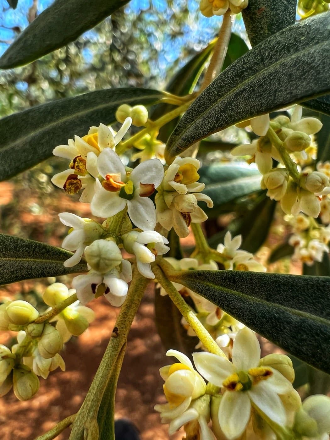 La floración del olivo en abril: racimos de flores blancas entre las hojas
