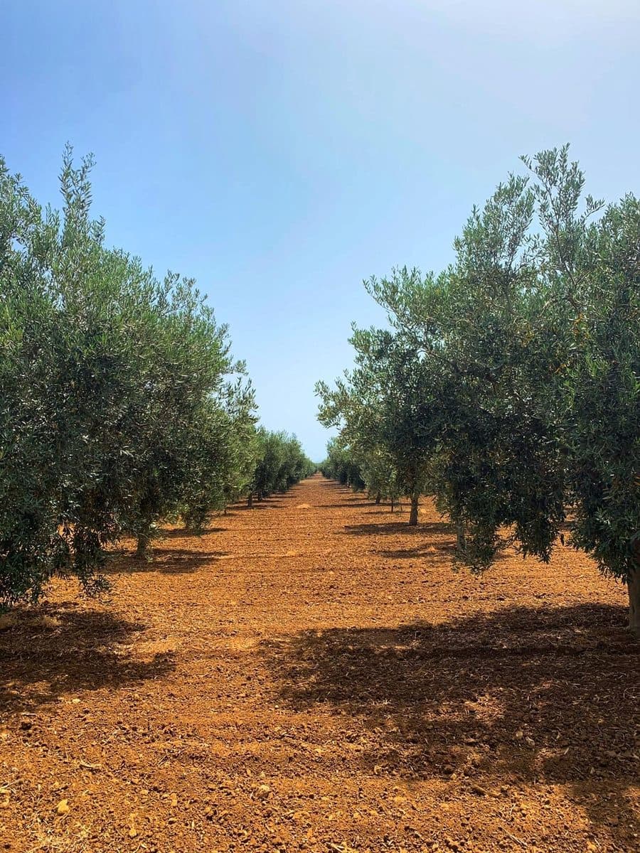 Las hileras de olivos sobre la tierra roja del Valle del Belice