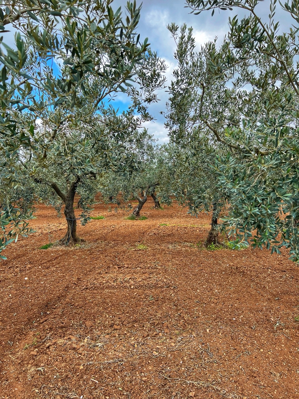 Prodotto in evidenza — Collezione del negozio